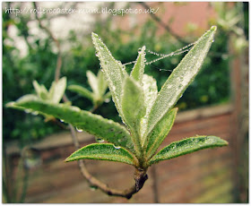 silver leaved shrub