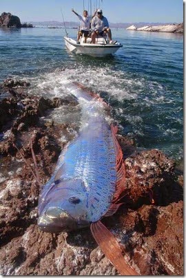 oarfish Ikan Mirip Naga Yang Hampir Punah (4)