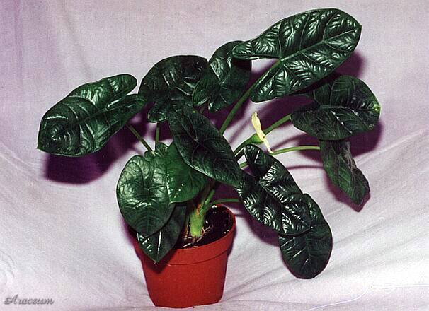 Hasil gambar untuk tanaman hias daun alocasia
