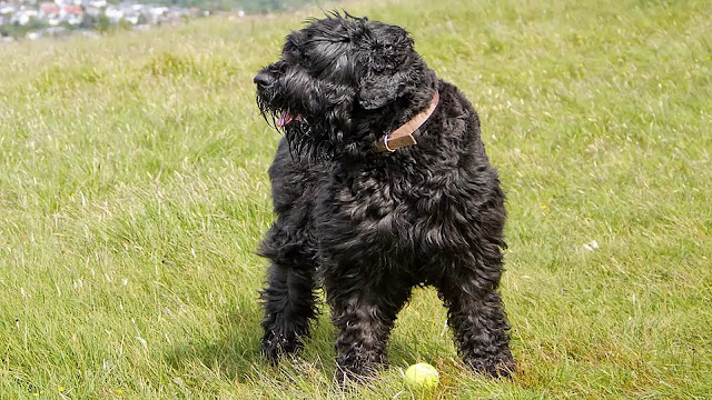 Black Russian Terrier