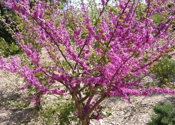 ERGUVAN AĞACI  -  cercis siliquastrum (judas tree)