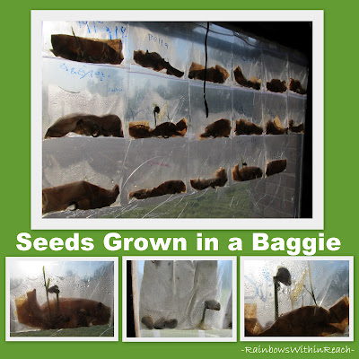 Science, Seeds, Spring! via RainbowsWithinReach