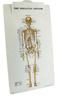 skeletal system clipboard