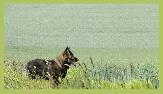 German shepherd dog pictures