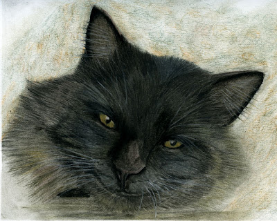 Black, Cat, Long Haired, Derwent, Tinted Charcoal, Drawing, Fine Art, Pet Portrait