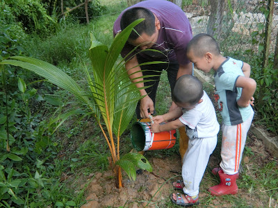 Ajar anak berkebun tanam pokok kelapa mudah dan cepat