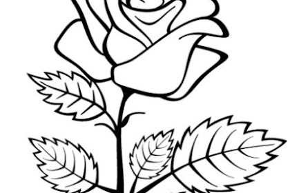 Kumpulan gambar  untuk Belajar mewarnai Gambar Bunga Mawar  
