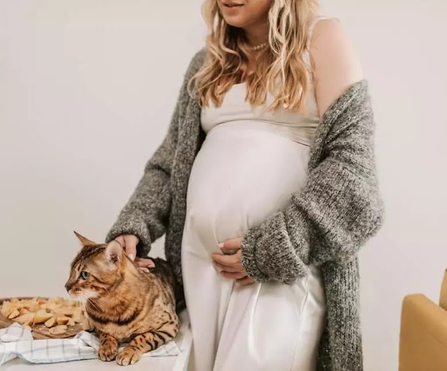 Hamilelik sırasında evde kedi beslemek güvenli midir?