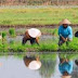 Petani Mulai Menanam Padi