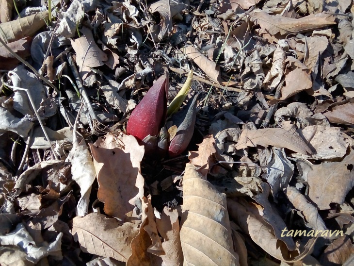 Связноплодник почколистный (Symplocarpus renifolius)