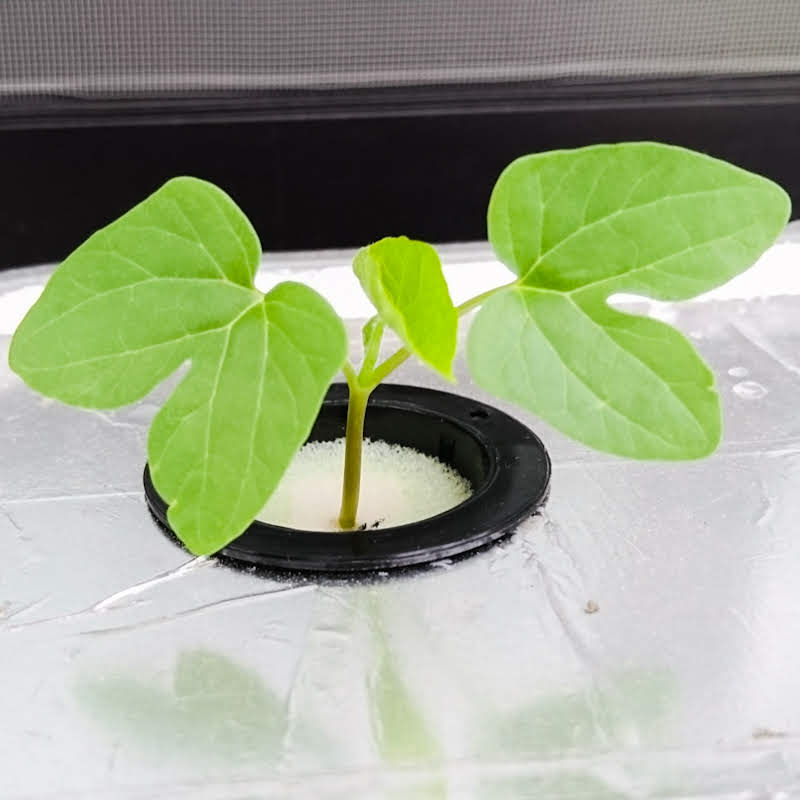 水耕栽培のアサガオをベランダの栽培キットに定植 10日目 窓際菜園 リビングで野菜を水耕栽培