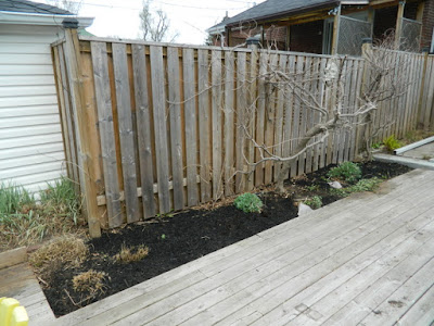 Toronto Birch Cliff spring garden cleanup after Paul Jung Gardening Services