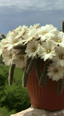 Existem milhares de espécies, cada uma com sua peculiaridade; nem todas têm espinhos. Algumas ainda dão flores lindas, de cores maravilhosas.