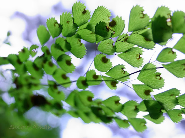 Adiantum capillus-veneris