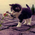 Mexendo na flor