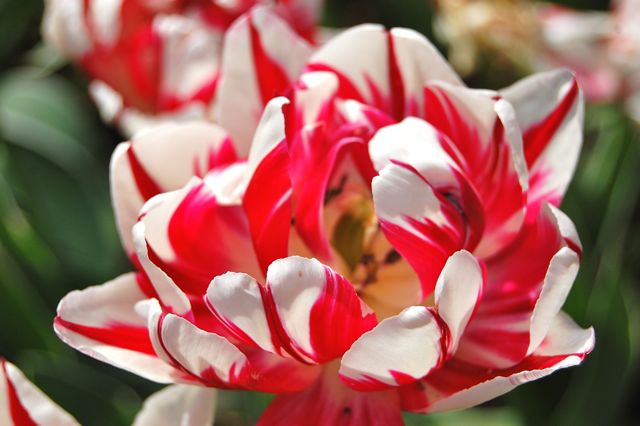 black and white flowers with color. lack and white flowers with