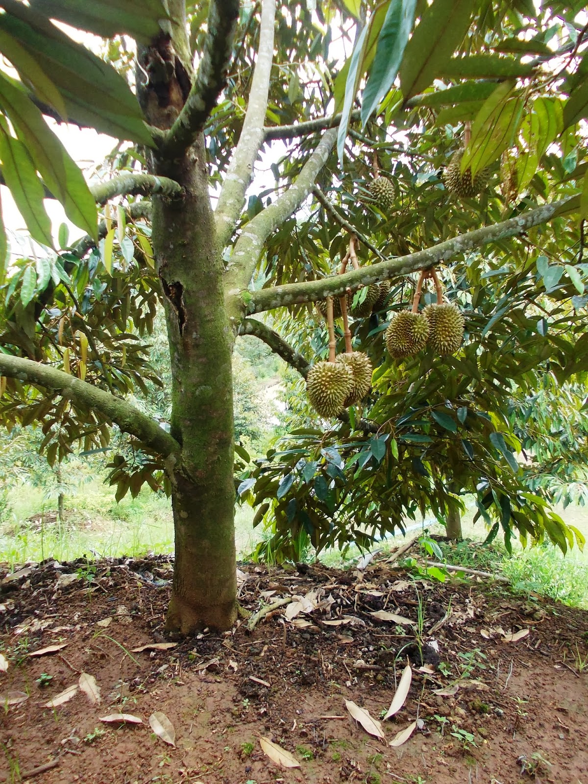 kebun wisata durian  jatuhan