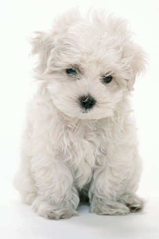 Cutest white puppy 