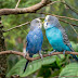 क्या आप जानते है पशु पक्षी भी करते है प्यार की अनुभूति | Animal Birds also do the Sensation
