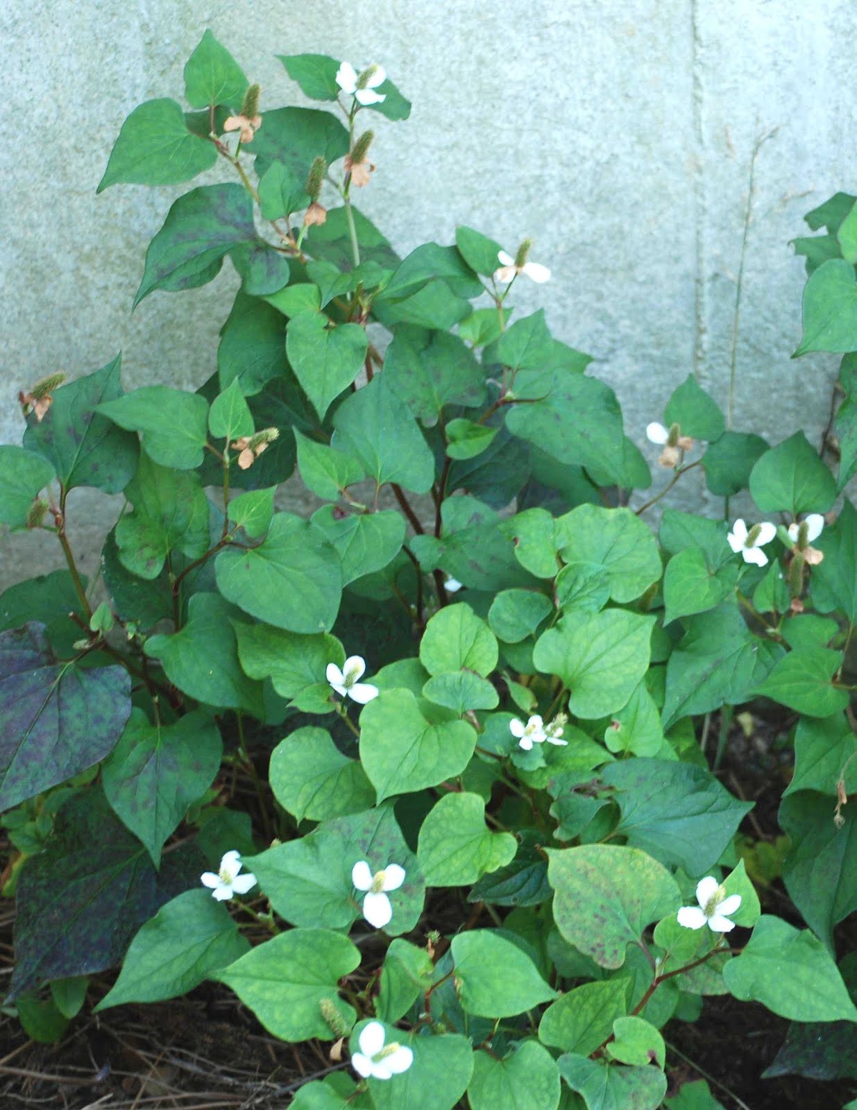 拈花惹草集 五月17