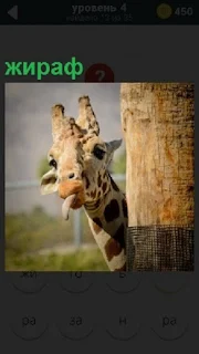 Из за столба выглядывает голова жирафа с высунутым языком
