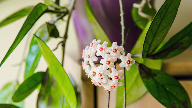 Hoya Plant