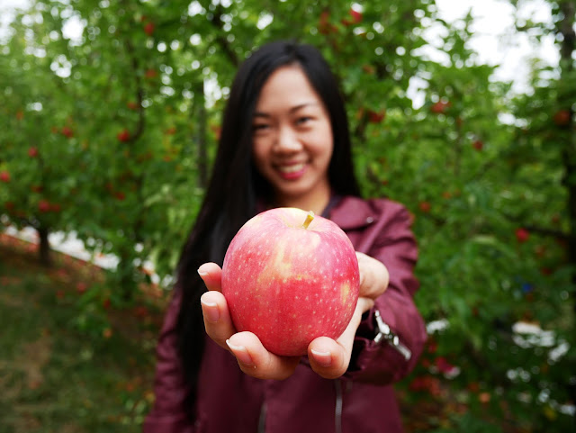 Apple picking in Adelaide, South Australia