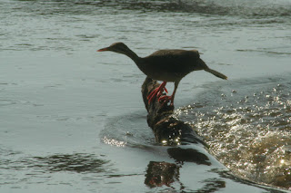 birds of victoria falls