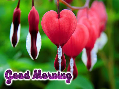 heart love good morning images