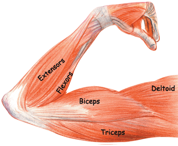 Biology Diagrams,Images,Pictures of Human anatomy and ...