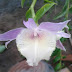 Dendrobium aphyllum - Hoàng thảo Hạc vỹ