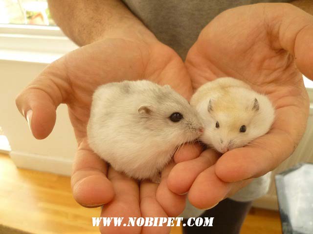 ban-chuot-canh-hamster-winter-white-ww-trang-soc-den-vang-gia-re-da-nang-2