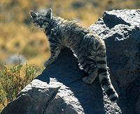 Andean mountain cat, kucing liar langka dari pegunungan Andes