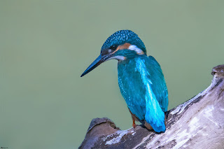 martin-pescador-comun-alcedo-atthis-macho-adulto-