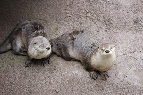 Ober Gatlinburg Wildlife Encounter