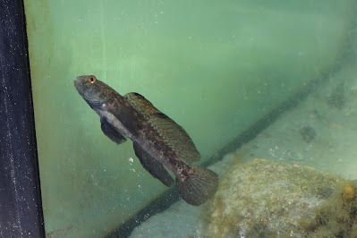 Swarte Grindeling - Zwarte Grondel - Gobius niger