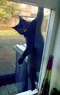 Cat outside trying to get inside through window