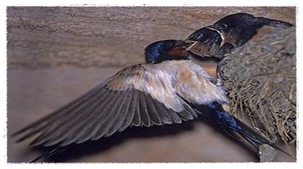  Gambar  Burung Walet  Dunia Binatang