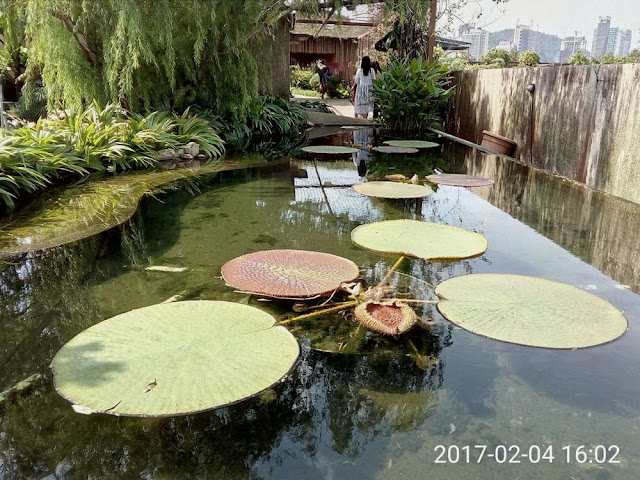 Amazon Lily pond located on the roof top Secret garden of 1-U taken with Neffos C5 smart phone in HDR mode