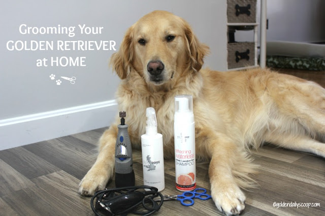 keeping your golden retriever dog looking their best between grooming appointments  