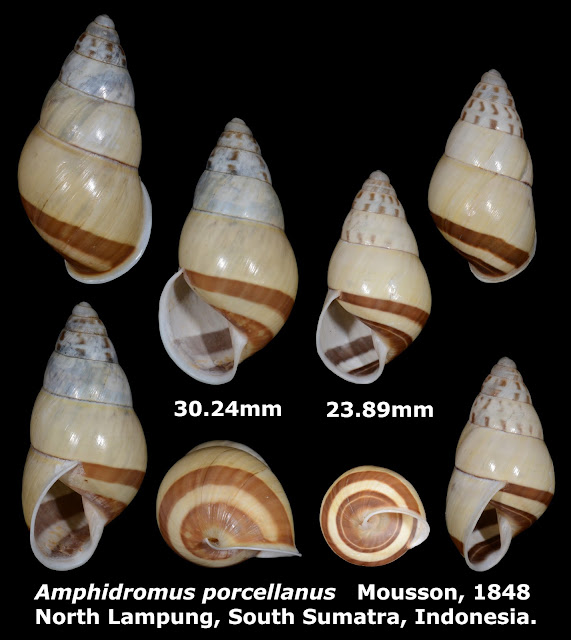 Amphidromus porcellanus 23.89 & 30.24mm