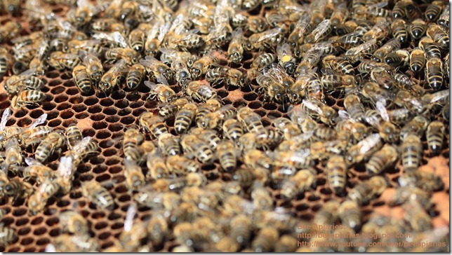 BeeApiaries_IMG_5365