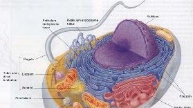 BANG ISMET BLOGGER Makalah Biologi Struktur Dan Fungsi Sel 