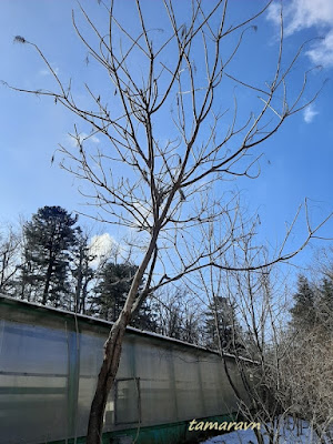 Сумах китайский (Rhus chinensis)