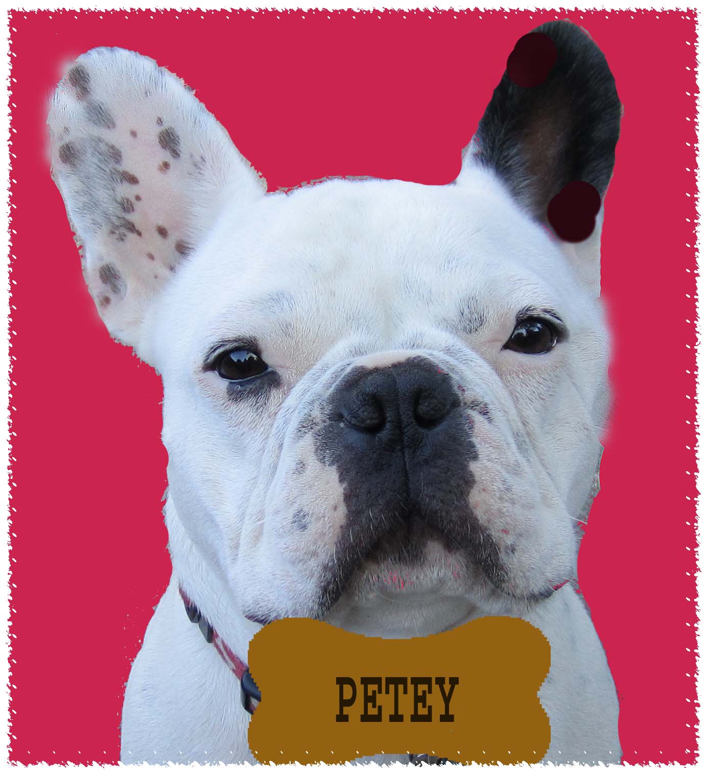 Peteys Gourmet Pet Treats