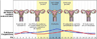 www.calculadora fertilidad