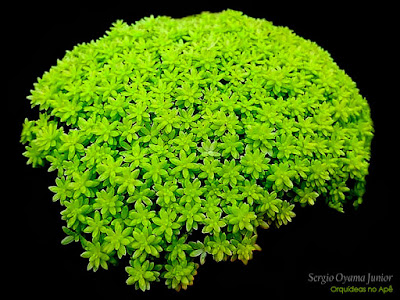 Suculenta Sedum japonicum