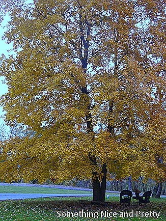 Fall 2013 001