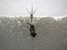 Tiger Damsel Nymph
