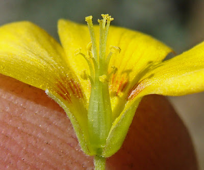 Кислица белеющая (Oxalis albicans)